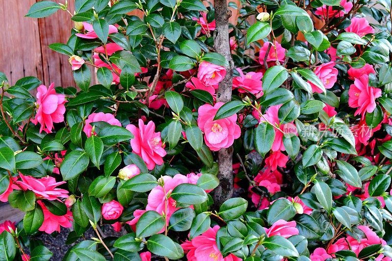 茶花/日本茶花